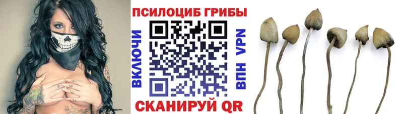 Псилоцибиновые грибы Cubensis  Туринск 
